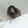 Image 8: Lorde