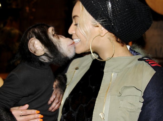 beyonce monkey