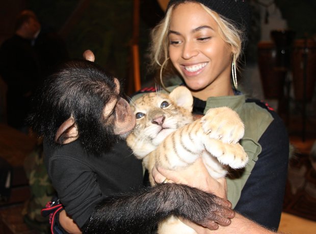 Beyonce monkey tiger