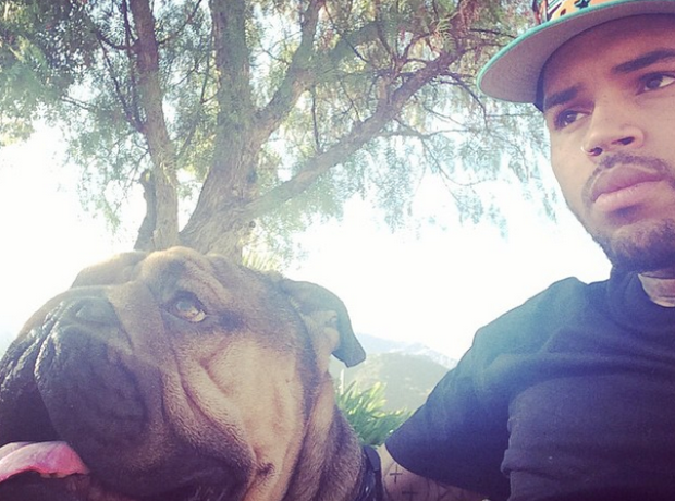 Chris Brown dog