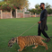 Image 8: Tinie Tempah with tiger on a lead