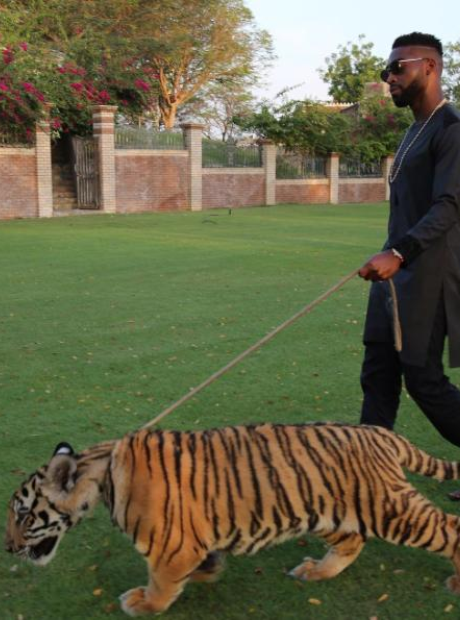 Tinie Tempah with tiger on a lead