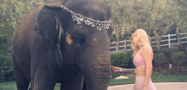 Iggy Azalea and an Elephant 