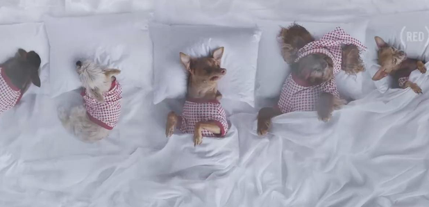 Insta's Celebrity Dogs Recreate Kanye's 'Famous' V